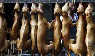 Image result for Chinese Dog Meat