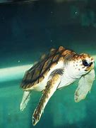 Image result for Sea Turtle Babies