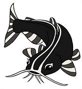 Image result for Catfish Clip Art Black and White