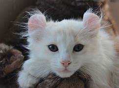 Image result for Cat Crinkled Ears