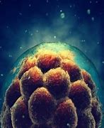 Image result for Embryonic Cell Division