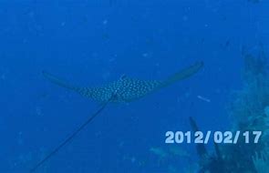 Image result for Eagle Ray Flying