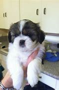 Image result for 12 Week Old Shih Tzu