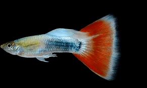 Image result for Pet Guppies