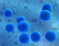 Image result for Unipotent Stem Cells