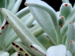 Image result for House Plant with Fuzzy Leaves Bulb