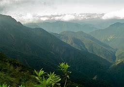 Image result for The Tropical Andes Invasive Species