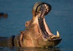 Image result for Hippo Hoops