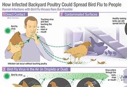 Image result for What Is the Bird Flu Virus