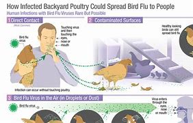 Image result for CDC Bird Flu Map Human