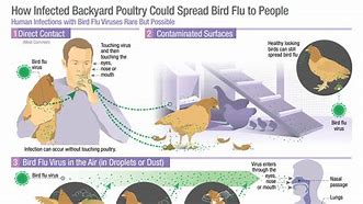 Image result for Bird Wit Bird Flu