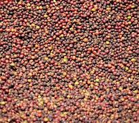 Image result for Kenya Coffee Farm