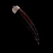 Image result for Huia Feather Symbol