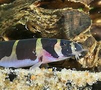 Image result for Best Loaches for Eating Snails