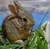 Image result for Baby Brown Rabbit