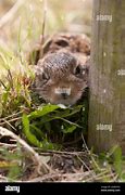 Image result for Leveret Baby Hare