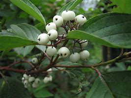 Image result for Tatarian Dogwood Shrub