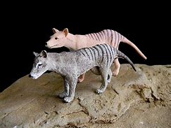 Image result for Thylacine Plush Toy