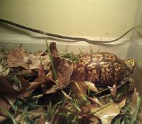 Image result for Baby Box Turtle Habitat