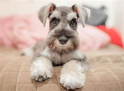 Image result for Terrier Dog Breeds List