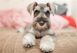 Image result for Different Terrier Breeds