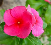 Image result for Pink Kind Flower