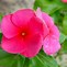 Image result for Tropical Plant with Pink Flowers