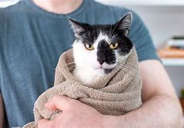 Image result for Cat Burrito Stuffy