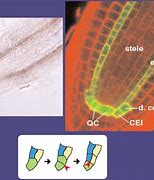 Image result for Lateral Root Cap