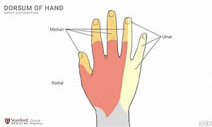 Image result for Dorsal Aspect Hand