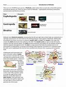 Image result for Mollusk Habitat