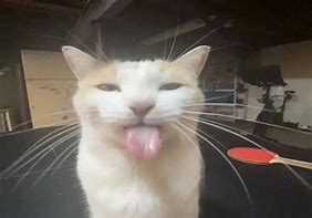 Image result for Goober Cat PFP