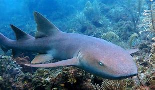 Image result for Nurse Shark Pet