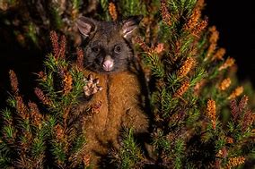 Image result for Brushtail Possum