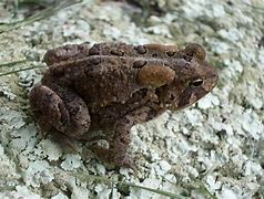 Image result for Flat Brown Frog