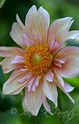 Image result for Apple Blossom Dahlia