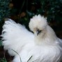 Image result for Cute Silkie Chickens