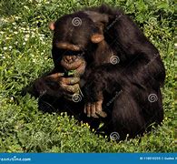 Image result for Chimpanzee Eating Grass