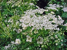 Image result for Conium Maculatum Norsk