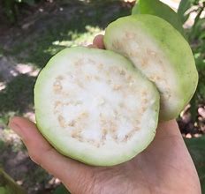 Image result for Guava Twigs