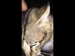 Image result for Minor Cat Bite On Face