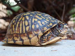 Image result for Box Tortoise