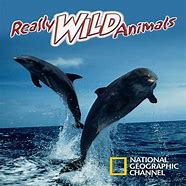 Image result for Pretty Wild Animals