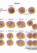 Image result for Haploid Nucleus Diagram