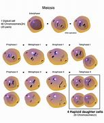 Image result for Haploid Biology