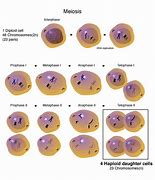 Image result for Haploid Eggs