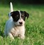 Image result for Russell Terrier