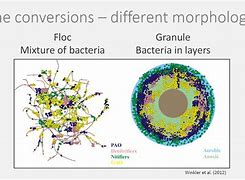 Image result for Aerobic Granular Sludge Process