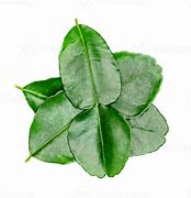 Image result for Lime Tree PNG