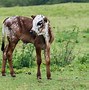 Image result for Nguni Spears